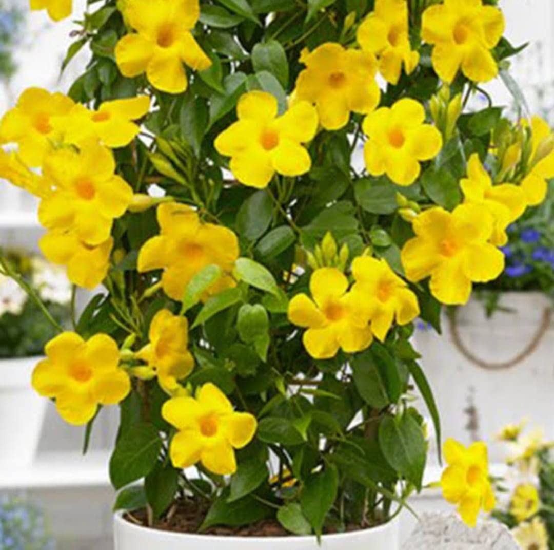 NEW DEBNATH NURSERY Yellow Mandevilla Flower Live Plant (B0BSFS1N4B) Amazon Price History, Amazon Price Tracker