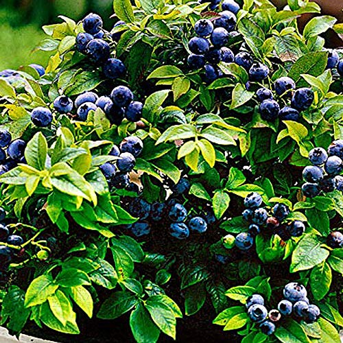 GreenBourne Rare Dwarf Blueberry Fruit Live Plant 1 Healthy (Seedling) Live Plant (B08NZTLXM6) Amazon Price History, Amazon Price Tracker