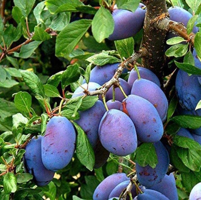 Exotic Plum Tree Plant Rare Damson Prunus Domestica Blue Live Ornamental Plant For Terrace Garden Plant(1 Healthy Live Plant) (PLANT-23-PLUM5ll@)