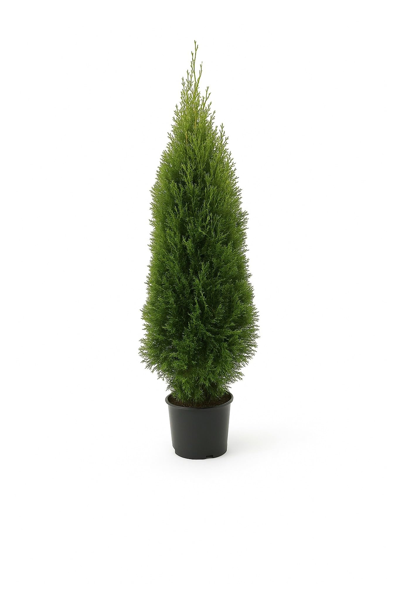 thuja smaragd erfahrungen Thuja occidentalis 'Smaragd' / Lebensbaum main image 1