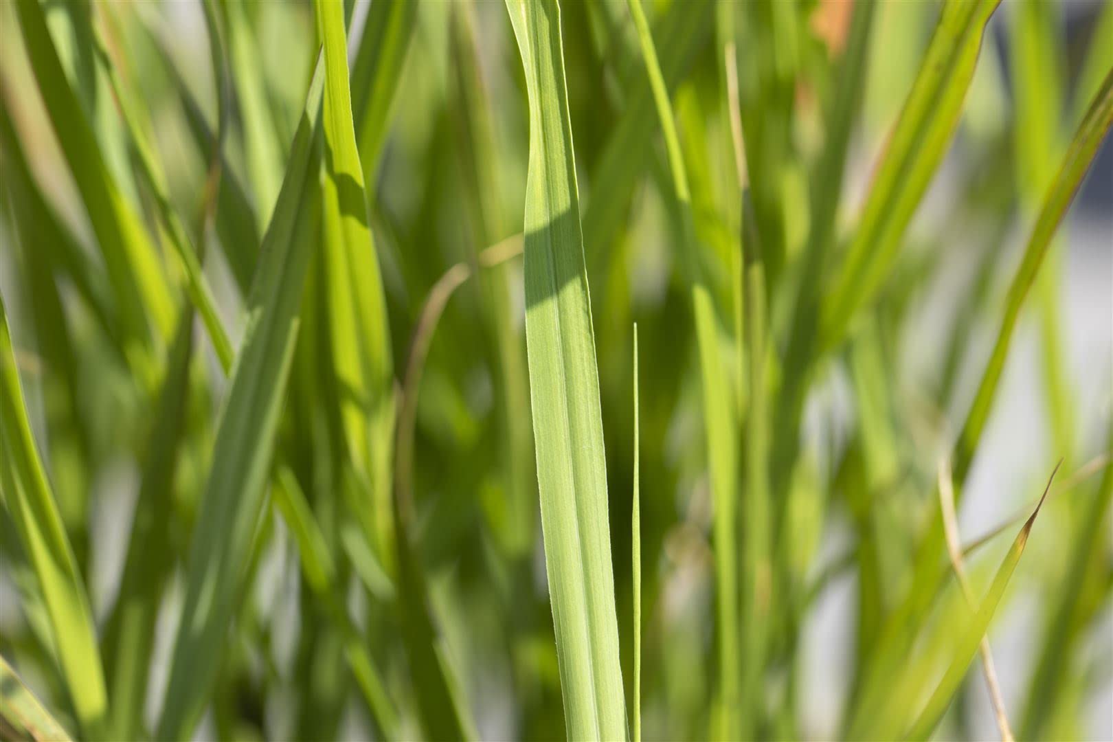 Miscanthus sinensis 'Strictus' – Winterhart, Mehrjährig, Pflegeleicht – Zebragras – Ziergras für Beet & Kübel