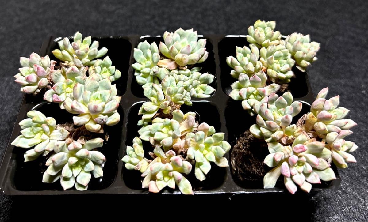 多肉植物　摘芯株　サファイア錦　抜き苗 多肉植物 摘芯株 サファイア錦 抜き苗