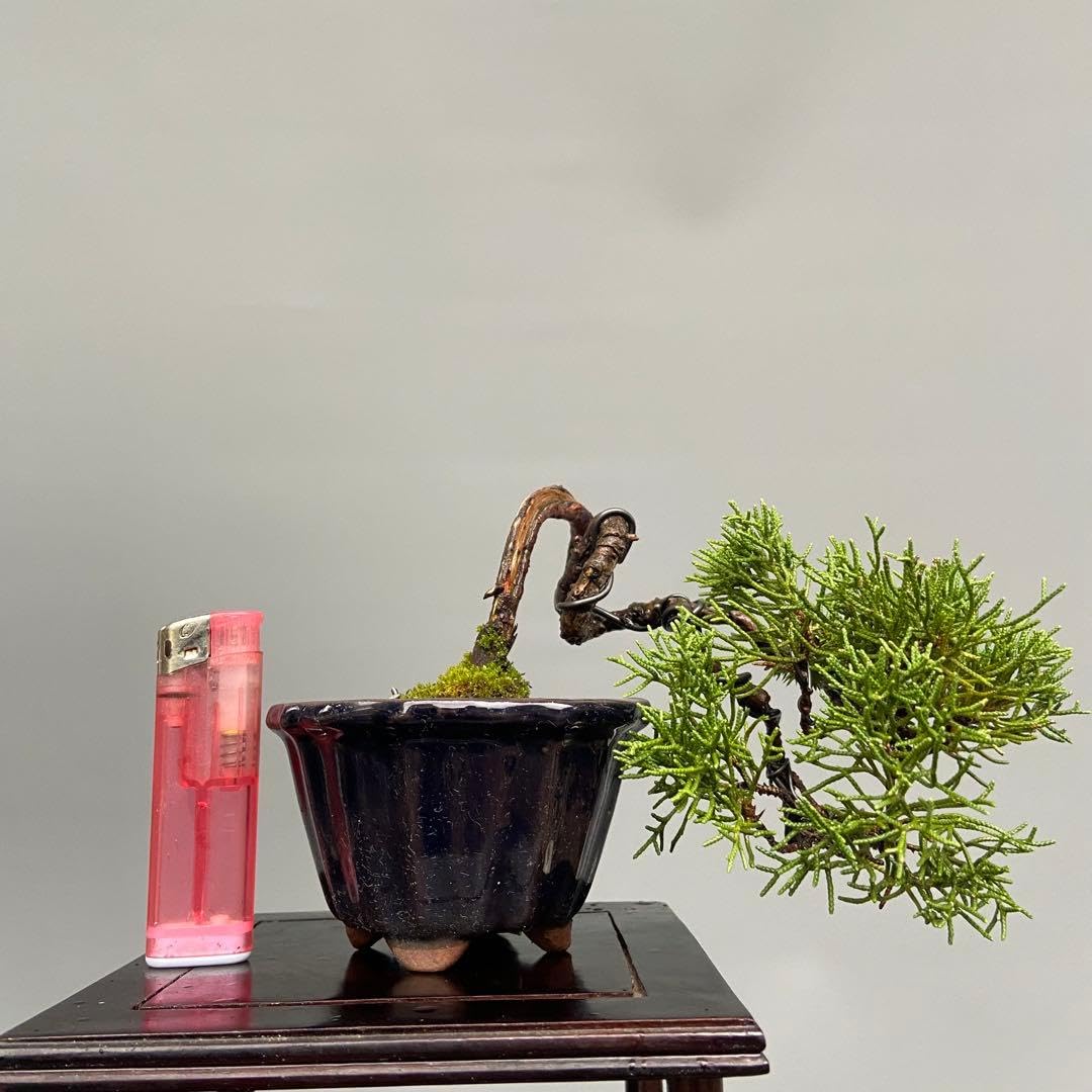 Amazon.co.jp: 真柏盆栽 ミニ盆栽素材 : DIY・工具・ガーデン