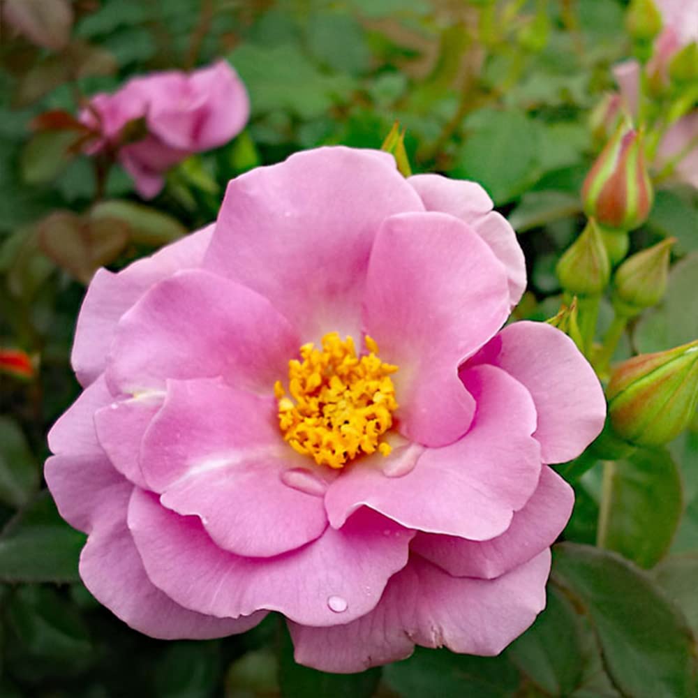 Amazon.co.jp: ITANSE 薔薇 たそがれ 4号 1個売り[花木苗/薔薇苗