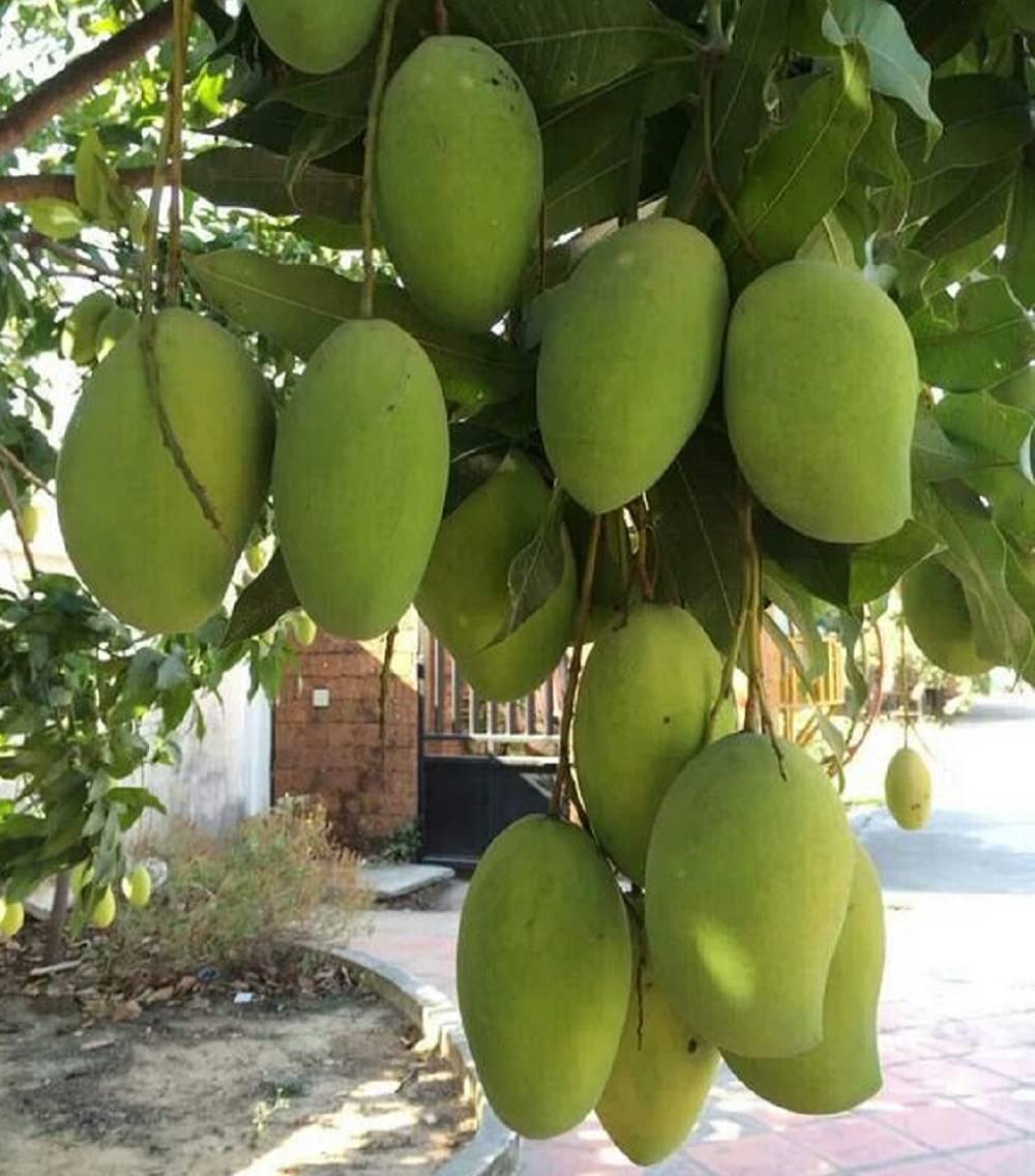 See full amazon price history chart for IXORA Mango Langra King Of Mango Variety Grafted Aam Fruit Live Plants & Tree(1.5-3 Feet Size) IXORA Mango Langra King Of Mango Variety Grafted Aam Fruit Live Plants & Tree(1.5-3 Feet Size) (B0BLYM11Q6) Amazon Price History, Amazon Price Tracker