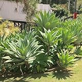 250 Pc Semillas De Agave - Plantas Perennes, Plantas Perennes Resistentes, Plantas De Acuario. Semillas Suculentas - Agave Americana - Plantas En Maceta Resistentes, Jardín De Hierbas