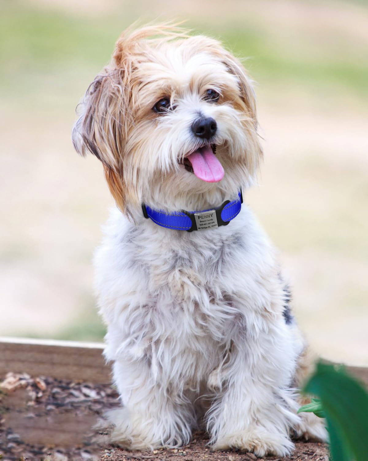 TagME Collare per Cani in Nylon Riflettente, Fibbia Staccabile Durevole, Collari Di Sicurezza Regolabili per Cani Di Piccola Taglia, Blu Navy, Larghezza 1.5 cm
