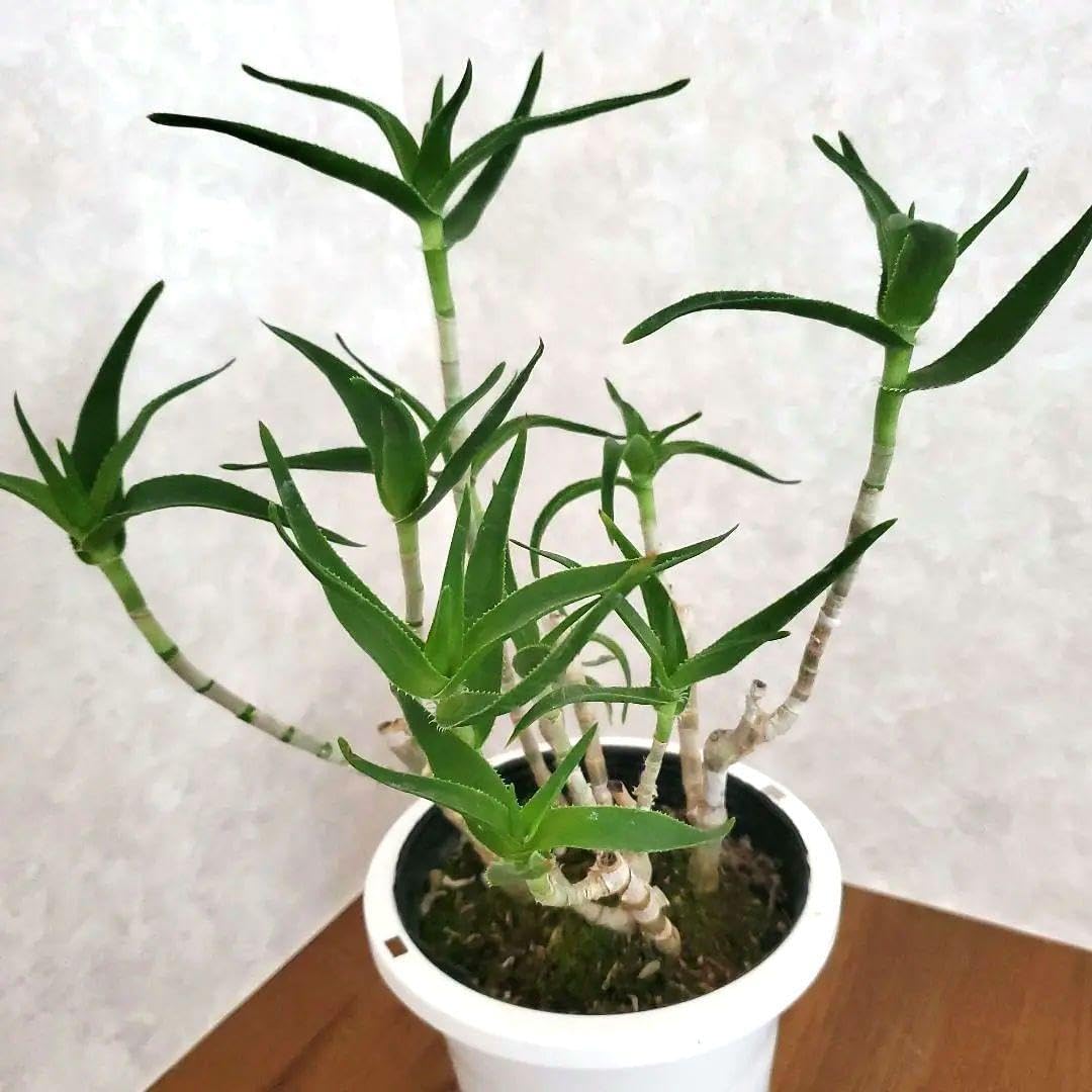 沖縄 観葉植物】 アガべ ベネズエラ 11号 植木鉢発送 エントランスに