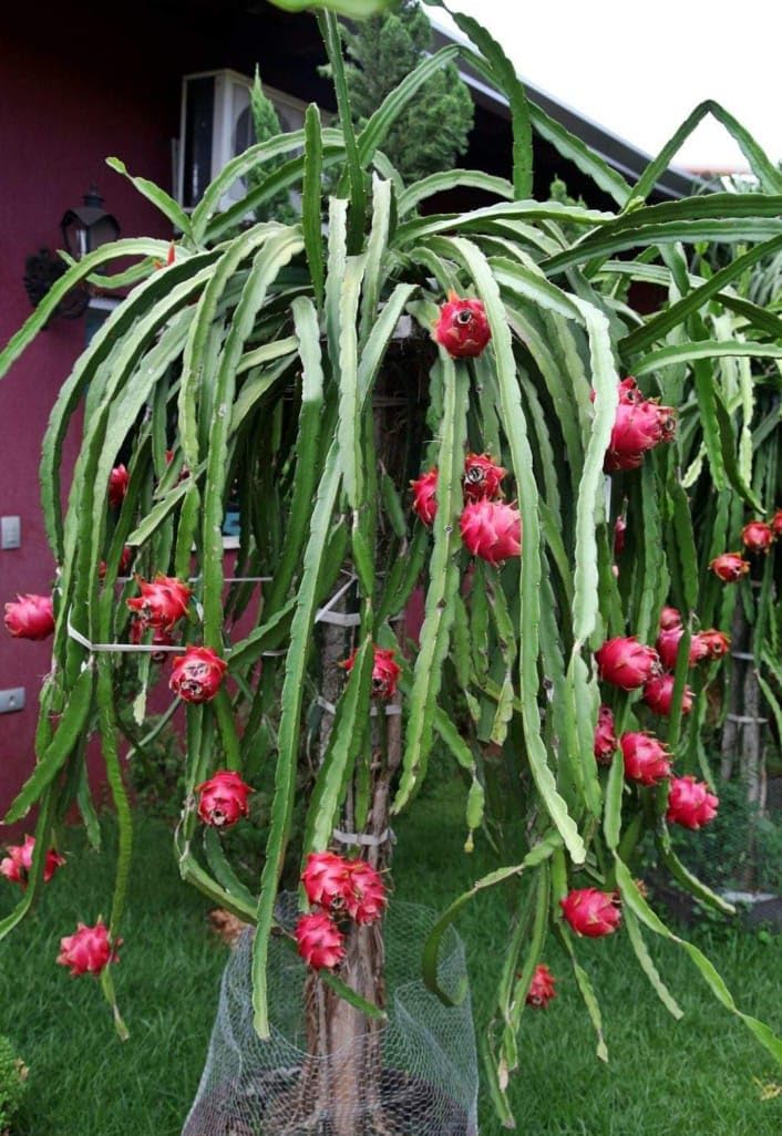 GREEN PLANT VALLY Red Dragon Fruit Live Plant,Hybrid Special Variety (B0D5K9N7MW) Amazon Price History, Amazon Price Tracker