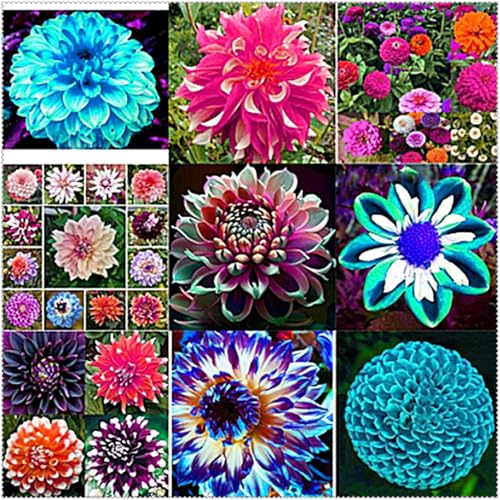 Striking Dahlia Bulbs Mix for Planting Now UK/Elegant,Perenn