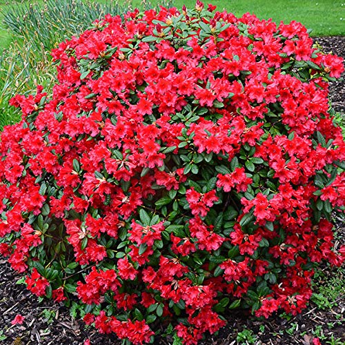 Rhododendron 'Baden-Baden' 20-30 cm Topf - Kleinwchsige Sorte : Amazon.de:  Garten