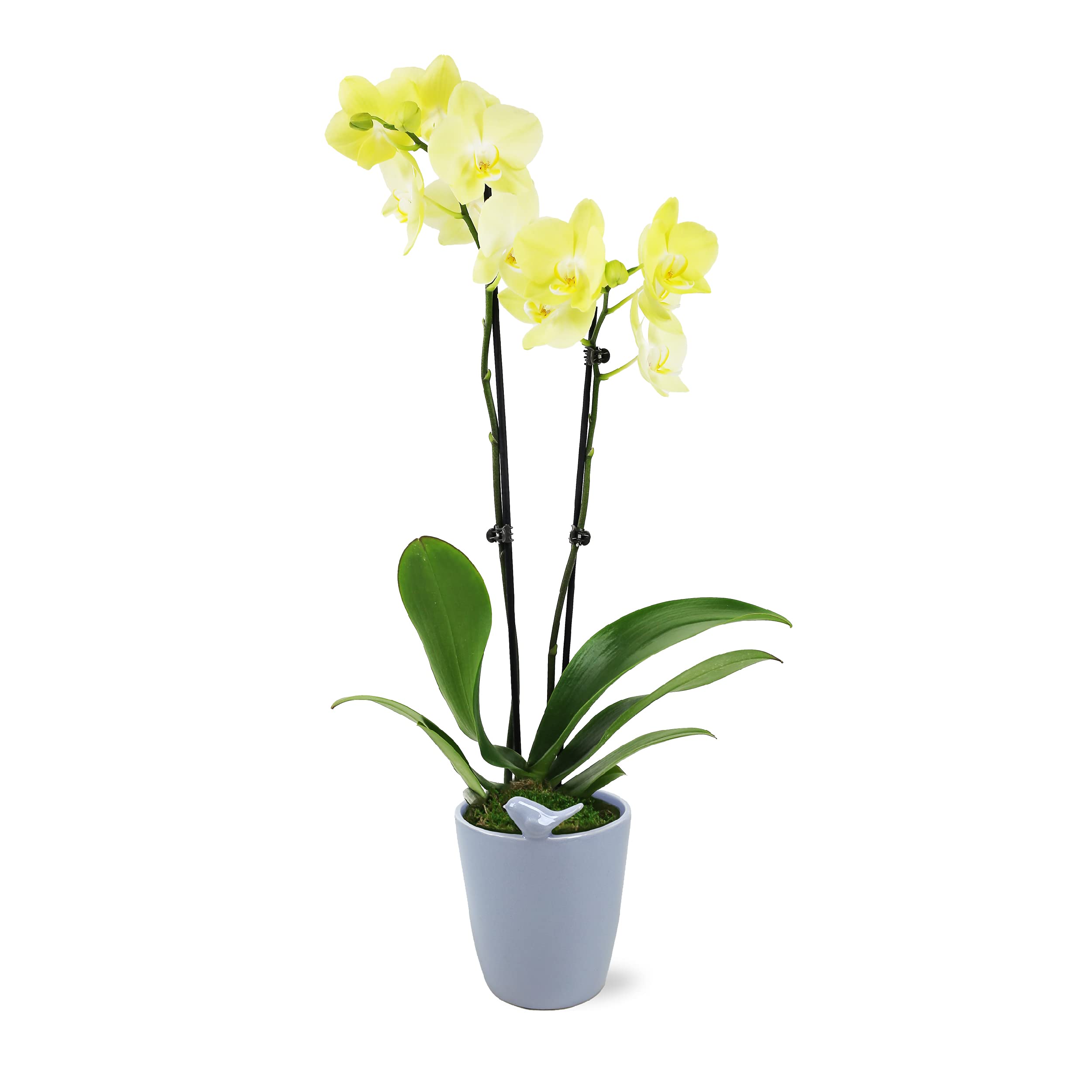 Plants & Blooms Shop - Easy Care Live Plants Orchid, 5", Yellow in Blue Pot (PB126)