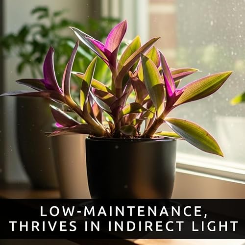 Miniatura 5 de Planta de ostras - Tradescantia Spathacea - Planta de Moisés en la cuna - Follaje morado y verde - Planta de interior de fácil cuidado - Maceta de