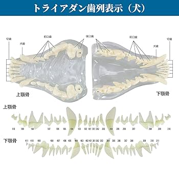 Amazon.co.jp: 【獣医師監修】 プロ仕様 犬 猫 歯の模型 歯 模型