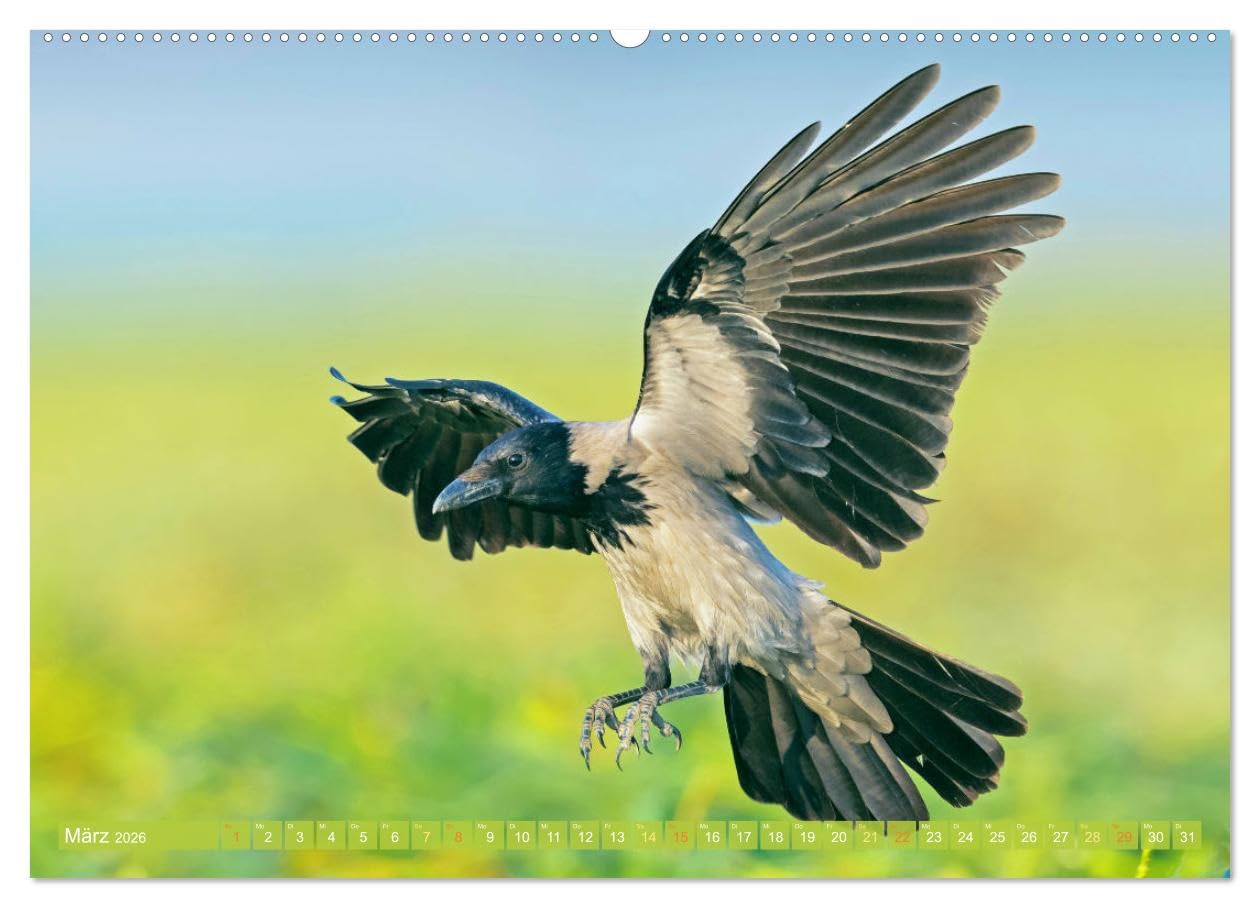 Rabenvögel: Schwarz, schlau, schön (hochwertiger Premium Wandkalender 2026 DIN A2 quer), Kunstdruck in Hochglanz: Rabe, Krähe, Elster: viel schlauer als Ihr Ruf (CALVENDO Tiere)