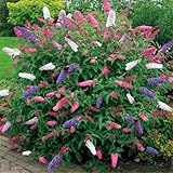 2 Mix Butterfly Bushes Live Plant, Fragrant Buddleia Bush...
