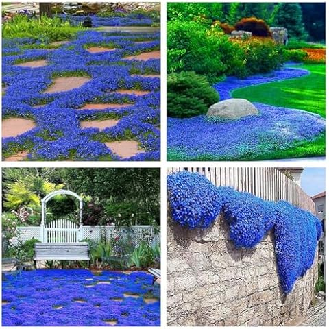Creeping Thyme Seeds for Planting - 21000+ Blue Creeping Thyme Seeds Non-GMO Perennial Flower Seeds Ground Cover Plant Landscaping, Easy to Grow Cover