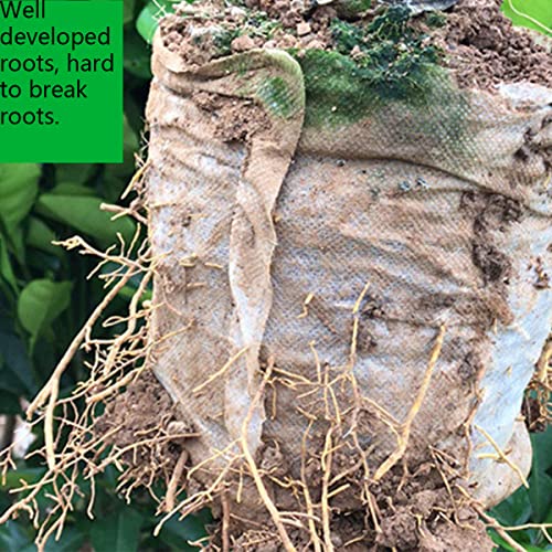 Gardtree Plant Nursery Bags 6.29” X 7” 200Pcs, Biodegradable Grow Bags Non Woven Nursery Bags Garden Supplies For Vegetable Flower Fruit Saplings Tree #TOP3