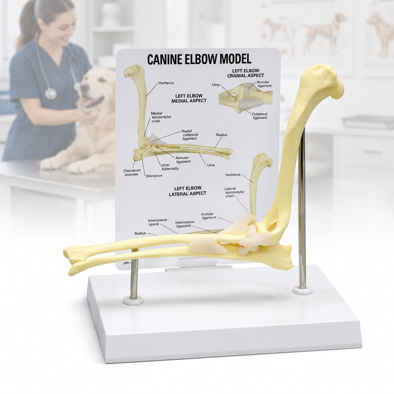 TsoLay Dog Canine Elbow Joint Model, Animal Body Anatomy Dog Elbow PVC for Veterinary Study