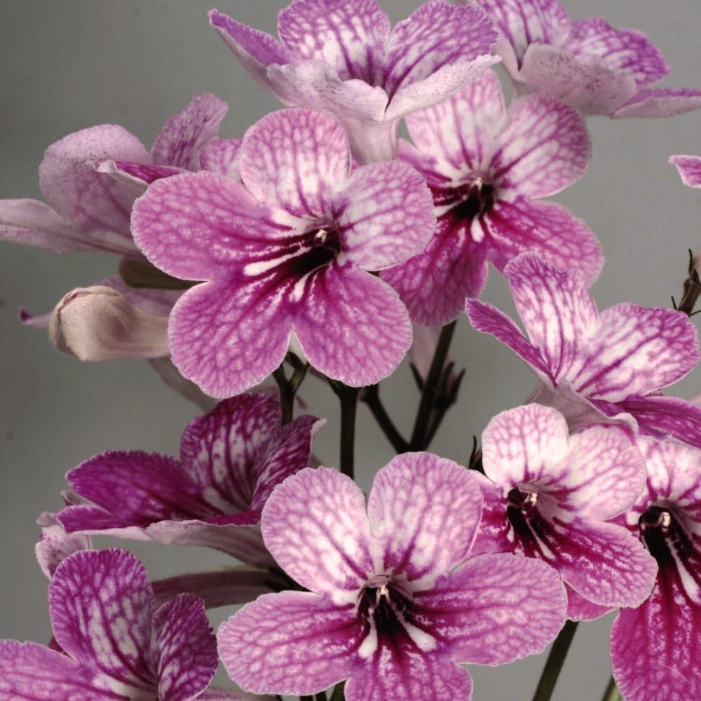 Streptocarpus 'Celebration' Bright Pink and White Blooms Long Flowering Easy Care Houseplant 3X Jumbo Plug Plants by Thompson and Morgan