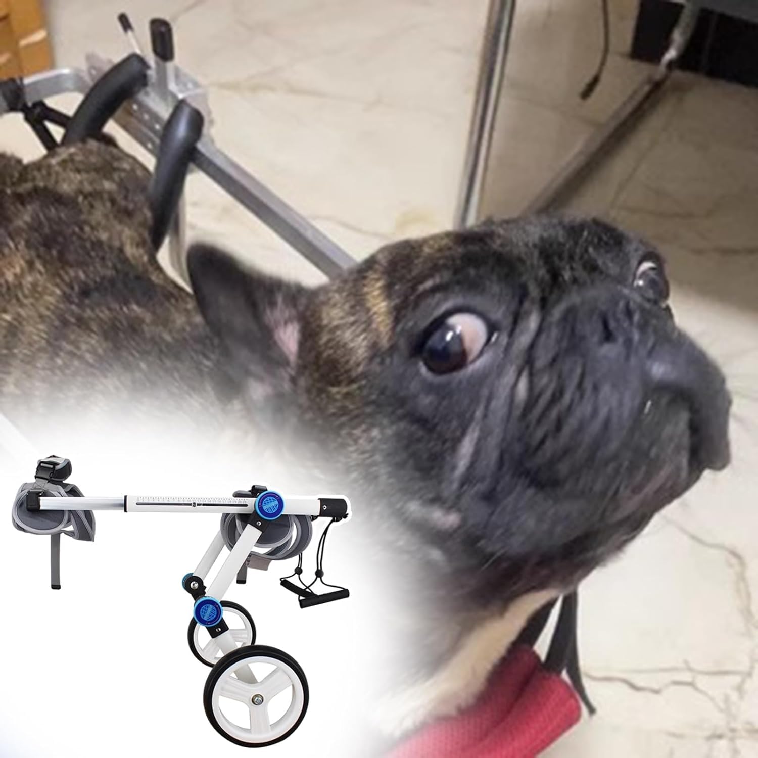 Silla de ruedas para perros con movilidad reducida: carrito ajustable para patas traseras