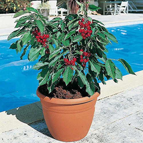 Graines De Cerisier Nain Pleureur