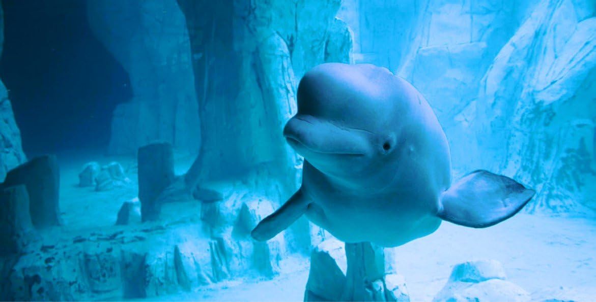 Beluga Whale License Plate Customize with Name/Aluminum