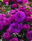 Purple Climbing Rose Live Plant, 6 Months Old Starter, Fragrant Purple Climbing Roses for Planting Outdoor, No Pot