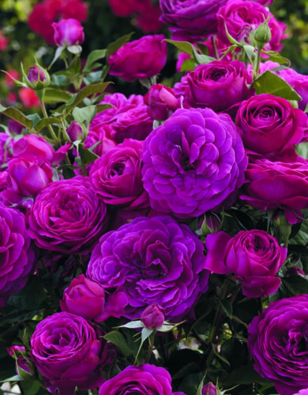 Purple Climbing Rose Live Plant, 6 Months Old Starter, Fragrant Purple Climbing Roses for Planting Outdoor, No Pot