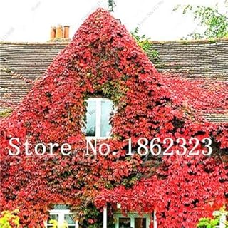 Plantez Des Graines De Lierre Grimpant Pour Un Beau Jardin Rouge Paquet De 100 Graines