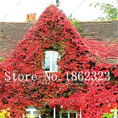 Plantez Des Graines De Lierre Grimpant Pour Un Beau Jardin Rouge Paquet De 100 Graines