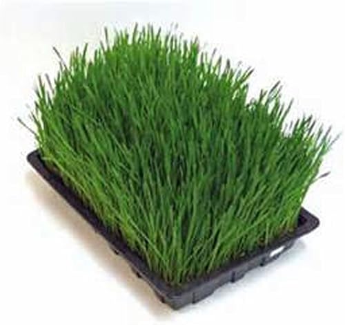 Miniatura 4 de Hierba de trigo, microverde, germinación, 6 onzas, semillas sin OMG - Country Creek LLC Brand - Alta germinación de brotes - Semillas comestibles,