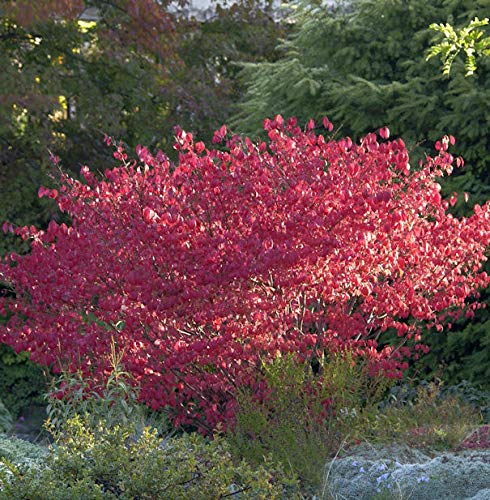 Korkflügelstrauch Compactus 40-60cm - Euonymus alatus - lebende Gartenpflanze aus den Baumschulen