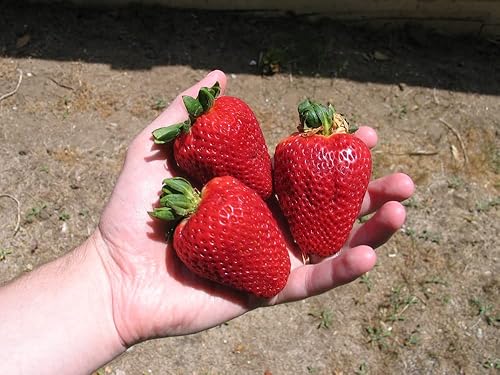 Miniatura 2 de 1000 semillas de fresa roja gigantes | Semillas de fruta de fresa grandes