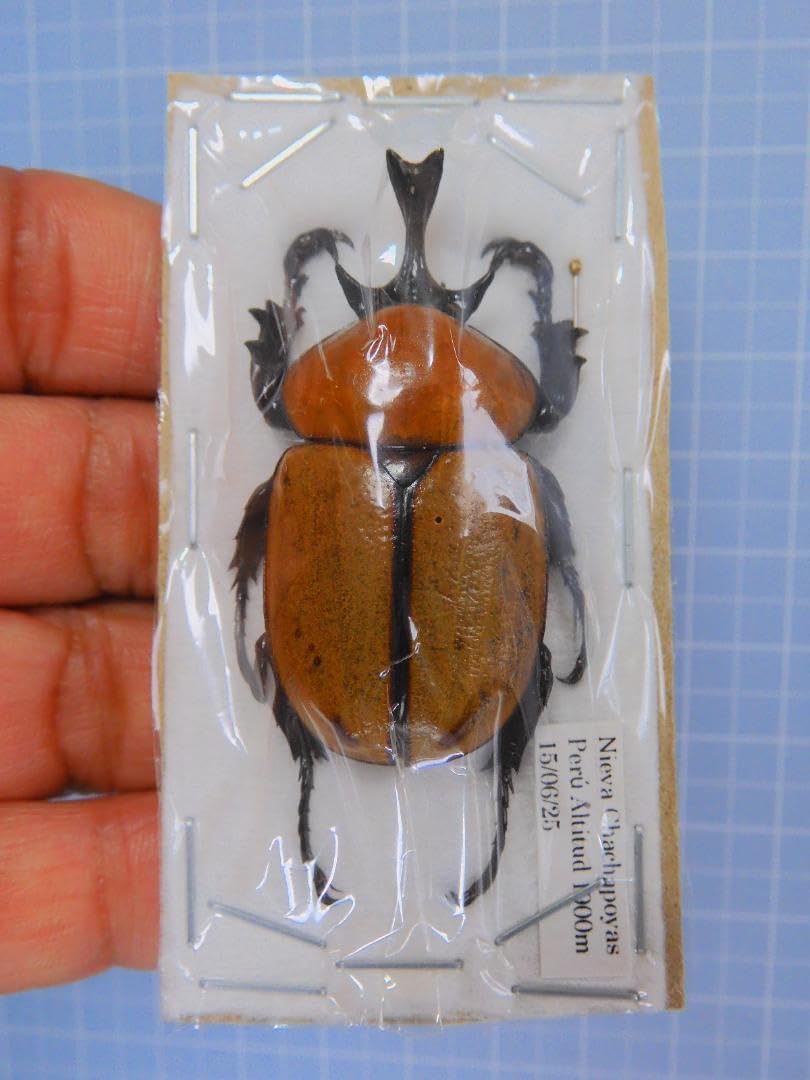 ゴライアスカシクス ♀単品 標本用死虫 2023年採集品 ゴライアス ゴライアスカシクス 単品 標本用死虫 2023年採集品 ゴライアス <0406z