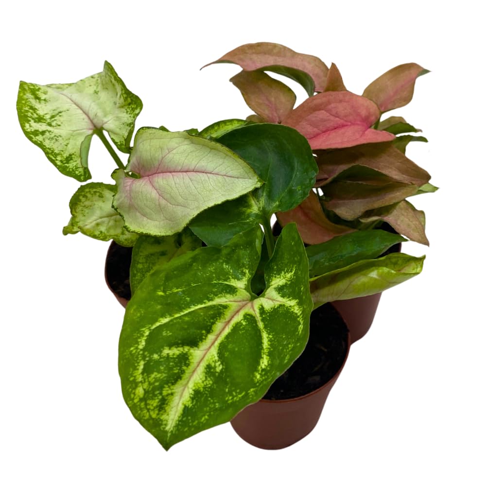 BubbleBlooms Syngonium Variety Assortment