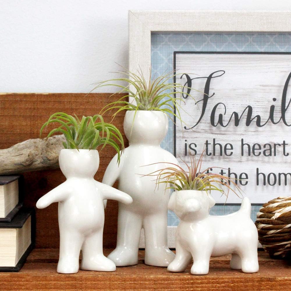 White Ceramic Father and Son Shaped Planters with Live Tillandsia - 4.75" and 3.5" Potted Indoor Plants with People and Pet Shaped Air Plant Holders for Home and Office Decor