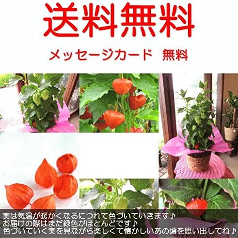 Amazon ほおずき 5号鉢サイズ 鉢植え 懐かしい夏の思い出 薫る花 鉢花 ガーデニング ほおづき ホオズキ 鬼灯 ほうずき ほうづき お中元 御中元 お盆 父の日特集 早割り 観葉植物 オンライン通販