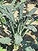 Produktbild Toskanischer Palmkohl 'Cavolo Nero' (Brassica oleracea var. palmifolia) 400 Samen Schwarzkohl Italienischer Kohl