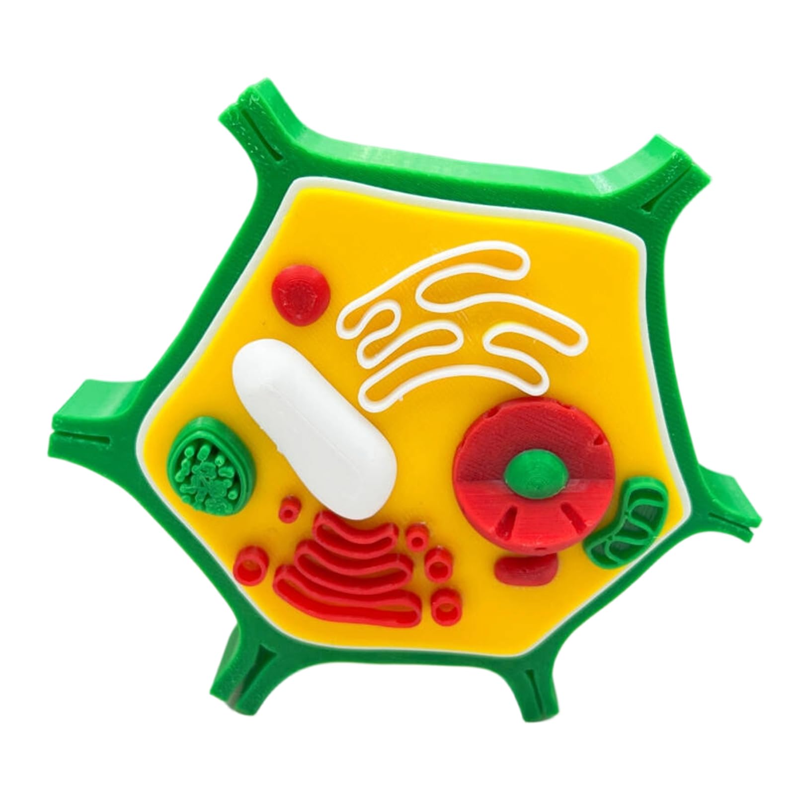 Modelo anatómico de células vegetales de animales, biología, aula, enseñanza, animal y modelo para ayuda de enseñanza de laboratorio