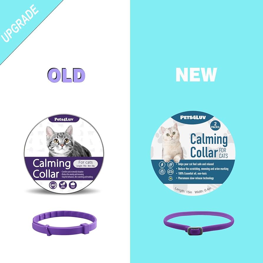 パープル猫 2023/1/27生まれ三男（パープルくん）決まりました | ベンガル