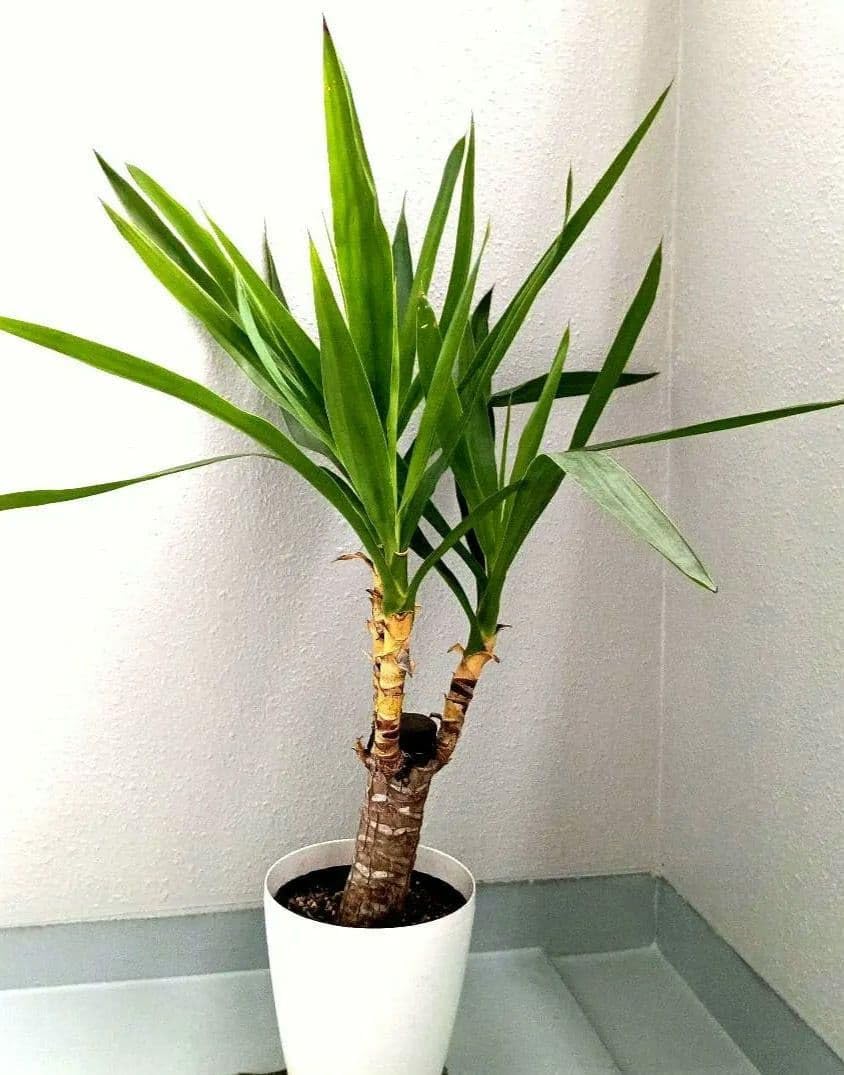 美形ユッカ78cm エレファンティペス 青年の木