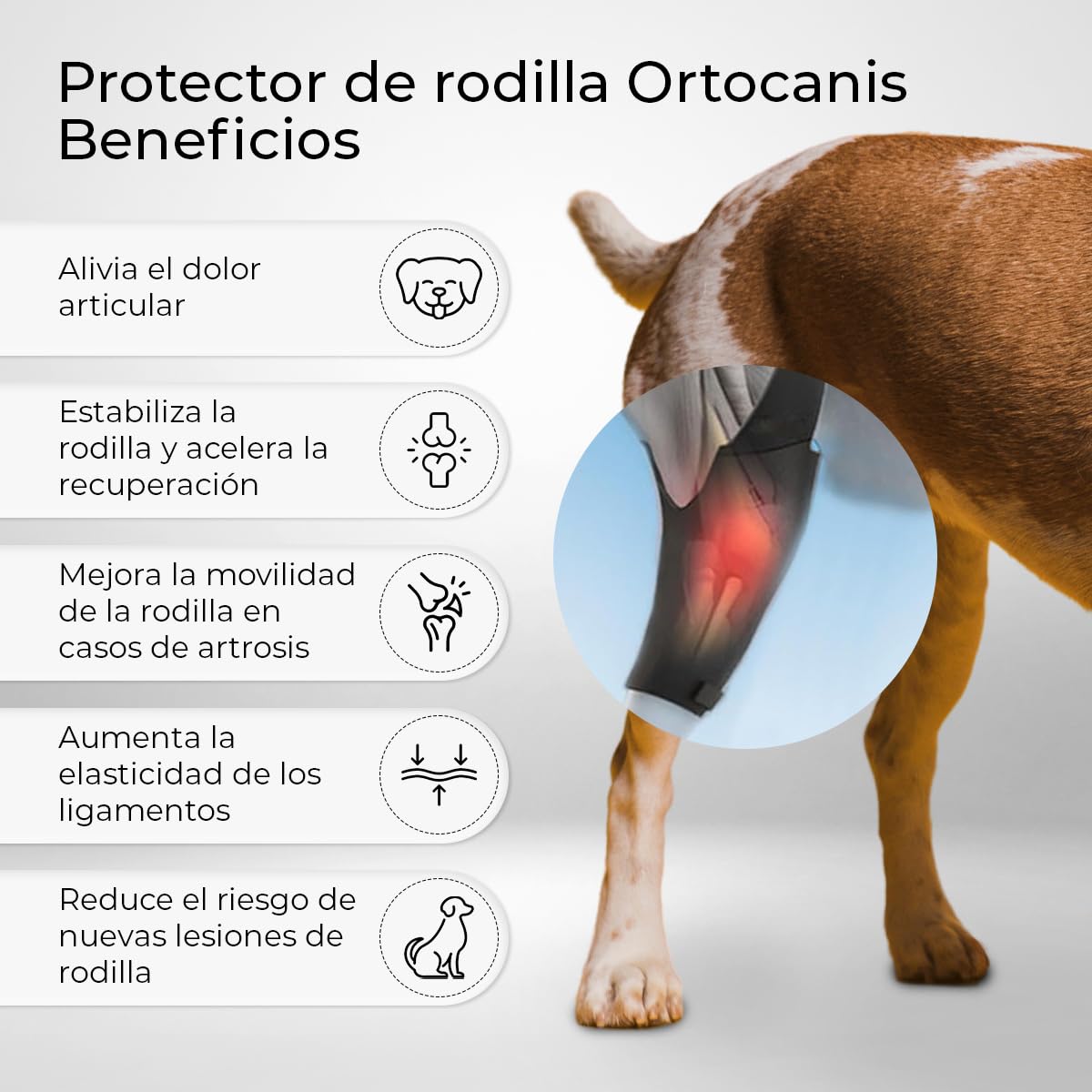 Ortocanis - Rodillera para Perro - Fabricada en Neopreno ARD - para Desgarros LAC, Lesiones de Ligamento, Luxación de Rótula u Osteoartritis - Size X-Small (22-24 cm) - Pierna Trasera Izquierda