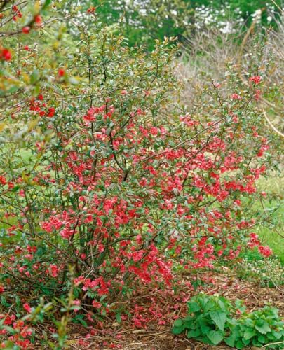 Chaenomeles 'Rubra' 80 cm Stammhöhe – Winterhart, Mehrjährig, Pflegeleicht – Zierquitte – Blütenstrauch für Garten & Kübel