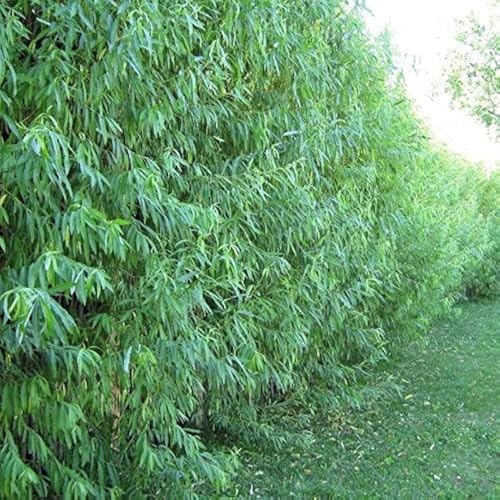 10 Austree Hybrid Willow Trees, Fastest Growing Shade or Privacy Tree - Austree Hybrid Willow Tree - 10 Live Trees
