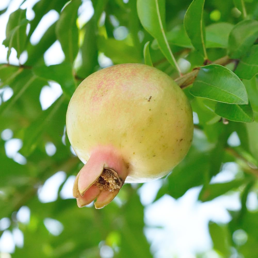 Amazon.co.jp: ITANSE ザクロ 水晶【品種で選べる果樹苗木 12cm