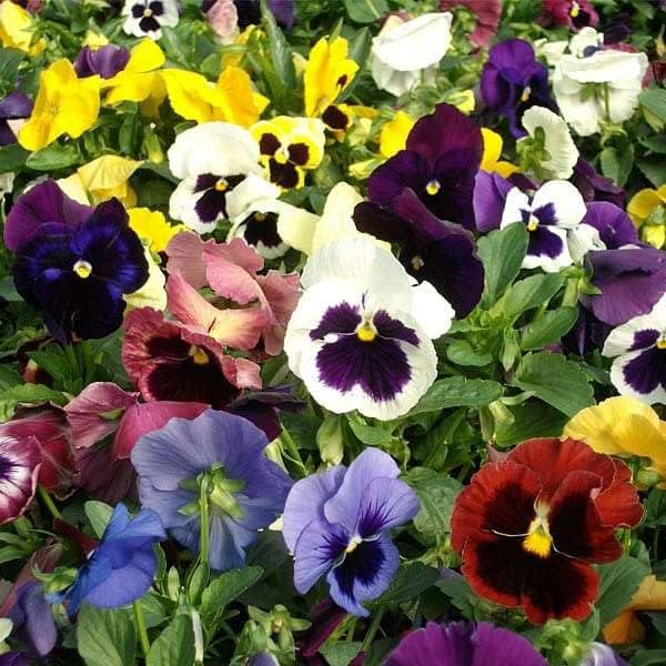 Image of Low Maintenance Hybrid Flower Seeds Combo Pack- All Year Flower Seeds Supply (9 VARIETY SOUTH INDIA ALL YEAR)