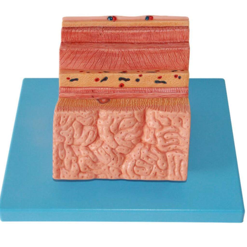 Buy Educational Model Stomach Wall ment Model Digestive System Model