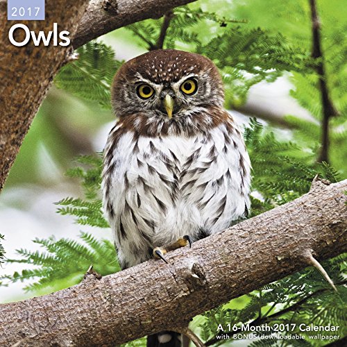Owls Wall Calendar (2017)