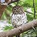 Owls Wall Calendar (2017)